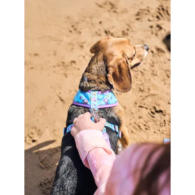 Dukier Laisse Mermaid pour chien