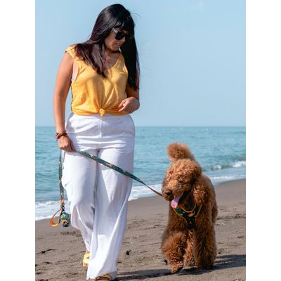 Dukier Laisse Beer pour chien