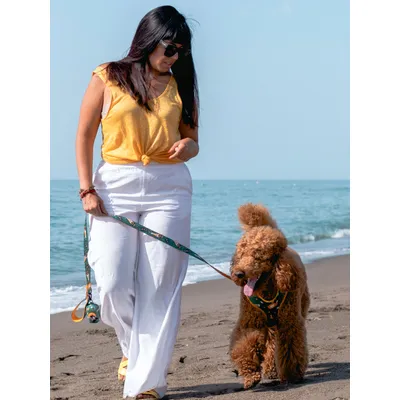 Dukier Laisse Beer pour chien