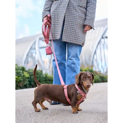 Dukier Laisse Terracota (Essentials) pour chien