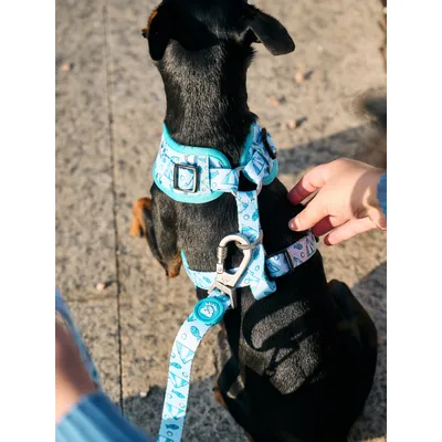 Dukier Laisse Penguins pour chien