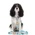Dukier Laisse Turtle pour chien