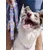 Dukier Laisse Smiley pour chien