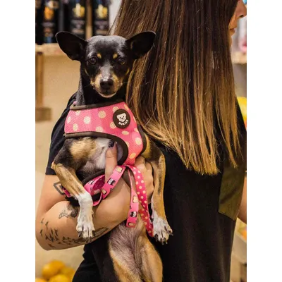 Dukier Laisse Dogtella pour chien