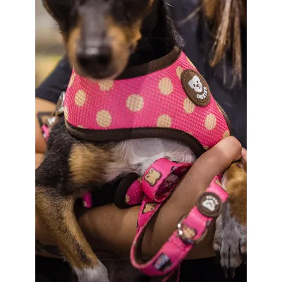 Dukier Laisse Dogtella pour chien