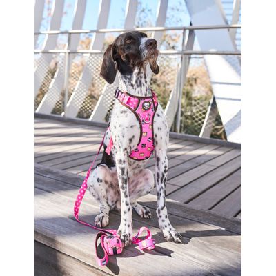 Dukier Laisse Dogtella pour chien