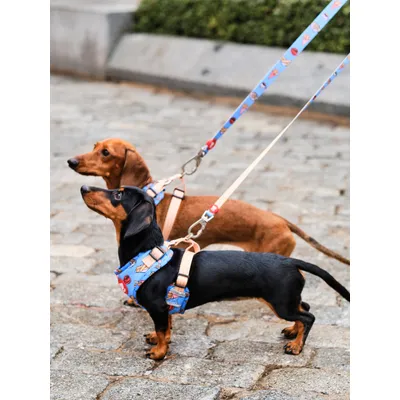 Dukier Laisse Churros pour chien