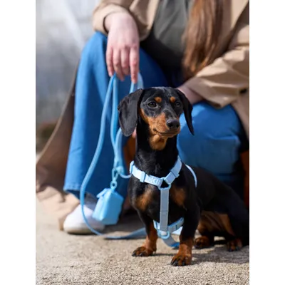Dukier Laisse Soft Blue (Essentials) pour chien