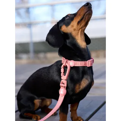 Dukier Laisse Terracota (Essentials) pour chien