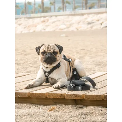 Dukier Laisse Waterproof