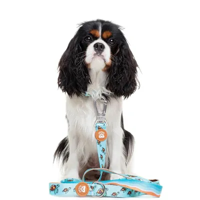 Dukier Laisse Turtle pour chien