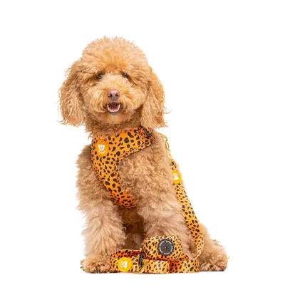 Dukier Laisse Cheetah pour chien