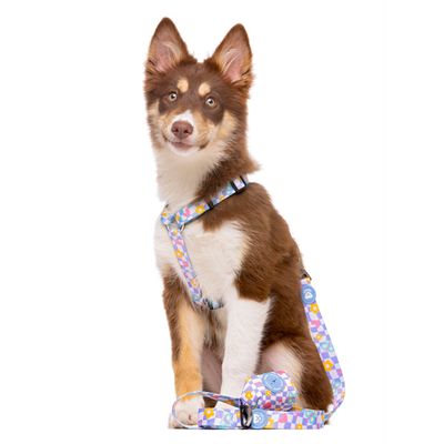 Dukier Laisse Chess Board pour chien