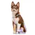 Dukier Laisse Chess Board pour chien