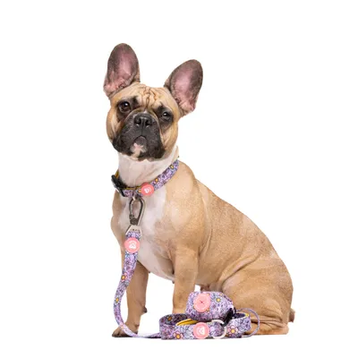 Dukier Laisse Flower Power pour chien