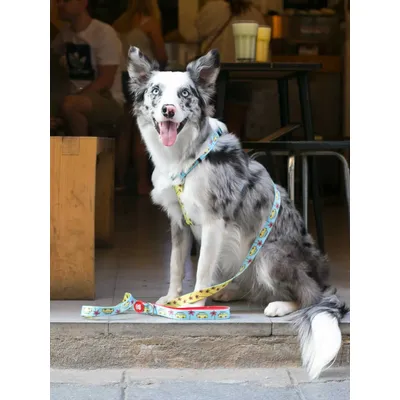 Dukier Laisse California pour chien