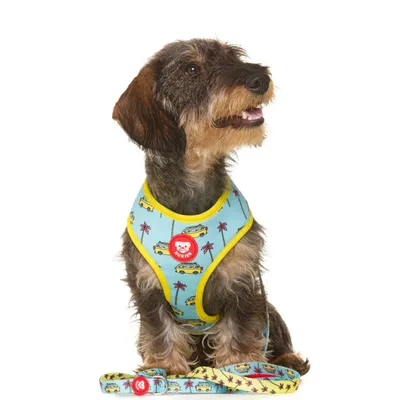 Dukier Laisse California pour chien