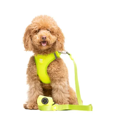 Dukier Laisse Lime pour chien