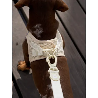 Dukier Laisse Beige (Essentials) pour chien