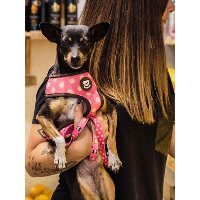 Dukier Laisse Dogtella pour chien