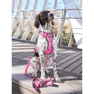 Dukier Laisse Dogtella pour chien