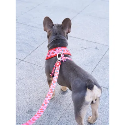 Dukier Laisse Berry Love pour chien