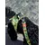 Dukier Laisse Avocado pour chien