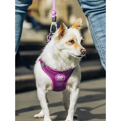 Dukier Laisse Purple pour chien