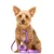 Dukier Laisse Purple pour chien