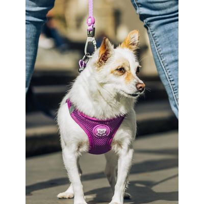 Dukier Laisse Purple pour chien