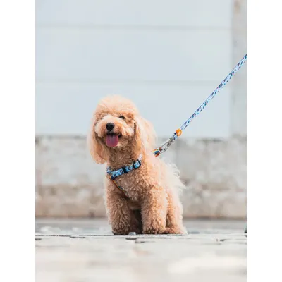 Dukier Laisse Unicorns pour chien