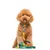 Dukier Laisse Beer pour chien