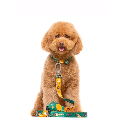 Dukier Laisse Beer pour chien