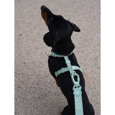 Dukier Laisse Soft Green (essentials) pour chien