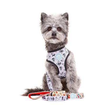 Dukier Laisse Tattoo pour chien