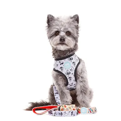 Dukier Laisse Tattoo pour chien