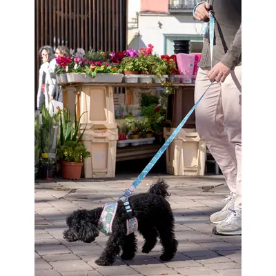 Dukier Laisse Monstera pour chien