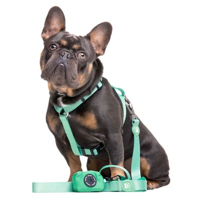Dukier Laisse Mint pour chien