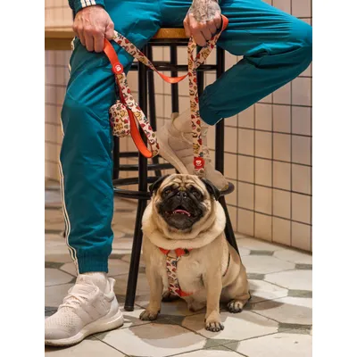 Dukier Laisse Asian pour chien