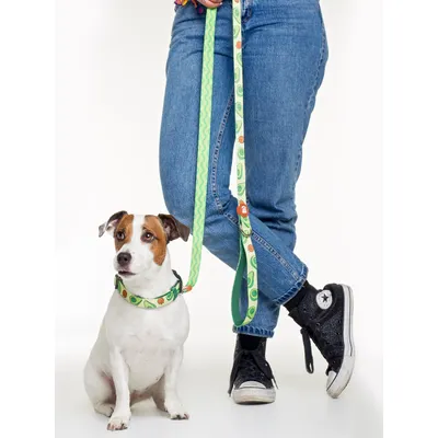 Dukier Laisse Avocado pour chien