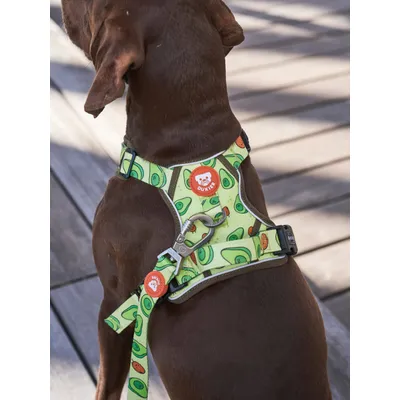 Dukier Laisse Avocado pour chien