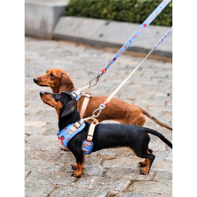 Dukier Laisse Churros pour chien