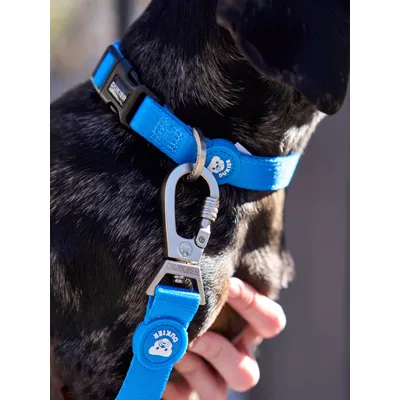 Dukier Laisse Blue pour chien