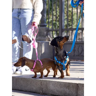 Dukier Laisse Blue pour chien