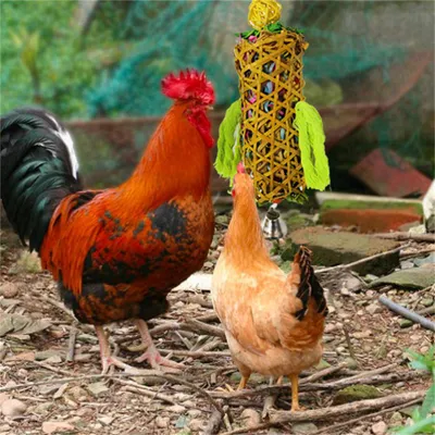 IntiMeg Balançoire pour volailles