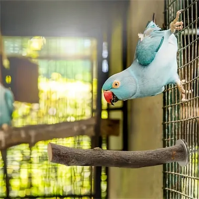 IntiMeg Ensemble de 8 jouets pour oiseaux