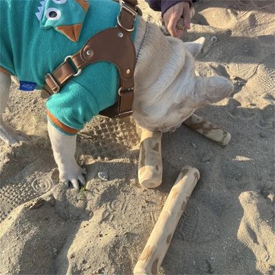 IntiMeg Bâtonnet de dentelavage en bois de café pour chien