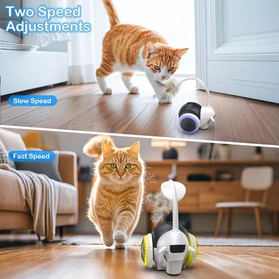 Jouet pour chat à commande à distance interactif pour chats