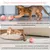 Living123 Bille interactive pour chat