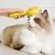 Living123 Brosses pour chiens et chats